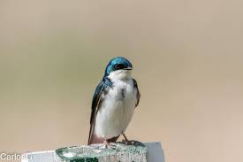 Image result for Heinsia zanzibarica