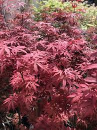 In some cases, the brooms are quite large in size and are easily spotted. Skeeter Broom Mendocino Maples Nursery