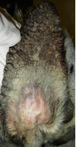 Image result for scabies dogs detail