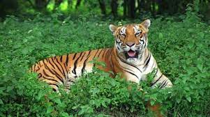 Satkosia Tiger Reserve Faces Big Cat Extinction - Update Odisha-Odisha News I Latest News