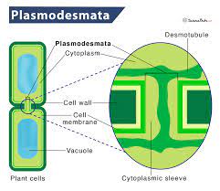 Plasmodesmata Definition Structure Functions Diagram