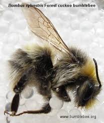Image result for Bombus sylvestris