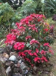 Growing Poinsettia Trees To Plant Plants Poinsettia