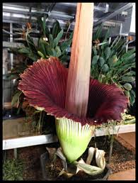 Corpse Flower University Of Wisconsin River Falls