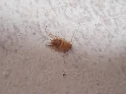 Invasion de cafards forestiers dans votre jardin? Ectobius Vinzi Blatte Germanique Ou De Jardin Le Monde Des Insectes
