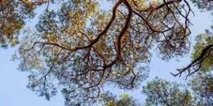 Forest Bathing