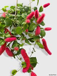 Image result for Acalypha segetalis