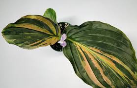 Image result for Kaempferia