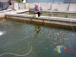 We did not find results for: Sukses Budidaya Ikan Hias Saat Pandemi Warga Jombang Ini Raup Untung Puluhan Juta Jatim Times