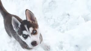 A snowy faced, furry, bright eyed eskimo dog. It S Snowing Cats Dogs Cu Denver News