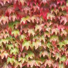 Boston ivy, clinging woody vine of the grape family (vitaceae). Buy Boston Ivy Climbing Plants From Ireland S Online Garden Shop