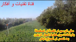 سقي البرسيم او الفصة او الصفصفة بالرشاشات بين خطوط اشجار الزيتون بعد العصر او الصباح الباكر Youtube