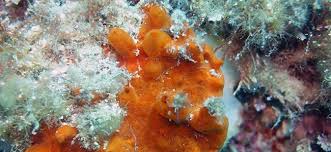 Image result for Crambe kilimandscharica