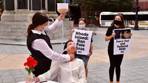 Image result for peta protests