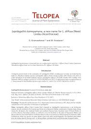 Image result for Justicia fittonioides