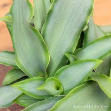 Image result for Murdannia stricta