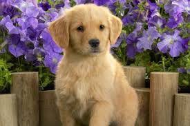 Tatli Yavru Kopekler Golden Ile Ilgili Gorsel Sonucu Golden Retriever Sevimli Kopek Yavrulari Sevimli Kopekler