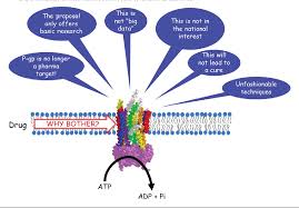 Image result for P-Glycoprotein