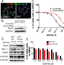 Image result for BCL2 Inhibitor