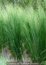 Image result for Panicum pansum