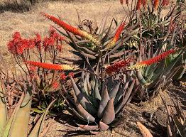 Image result for Aloe aculeata × ortholopha
