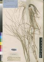 Image result for Trichoneura grandiglumis