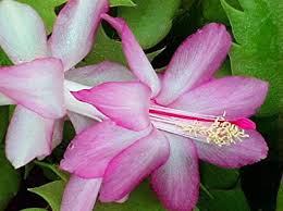 Christmas cactus have species that show so many different characteristics that care for each species needs to be known separately. Amazon Com Lavender Christmas Cactus Plant Zygocactus 4 Pot Succulent Plants Garden Outdoor