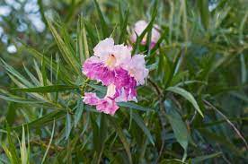 Maybe you would like to learn more about one of these? Drought Tolerant Plants For The Arizona Garden