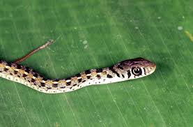 Image result for Amphiasma