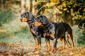 Image result for slovenský kopov