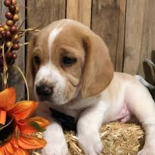Check spelling or type a new query. Jax Beagle Puppy 621541 Puppyspot