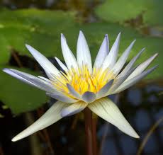 Image result for Nymphaea divaricata