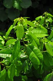 Image result for Excoecaria