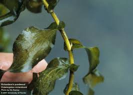 Image result for Potamogeton richardii