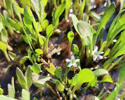 Image result for Limosella capensis