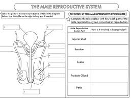 Gcse Worksheets On Human Reproduction Reproductive System Reproductive System Activities Biology Worksheet
