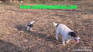 Jack Russel Yavru 05412625843