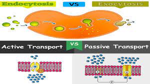 Filtration Active Transport Endocytosis And Exocytosis Passive Transport Transportation Learn Quran