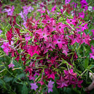 Image result for Nicolasia coronata