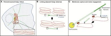 Maybe you would like to learn more about one of these? Positioning The Golgi Apparatus Cell