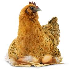Chicken Facts For Kids All About Chickens Dk Find Out There are over 150 varieties of domestic chickens. chicken facts for kids all about