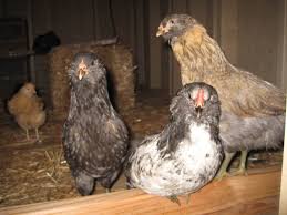 Determine the gender in all growth stages. 8 Week Old Ameraucana Weird Hen Or Rooster Backyard Chickens Learn How To Raise Chickens