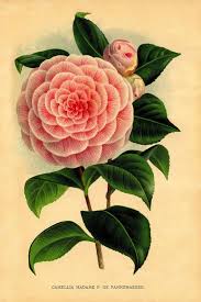 Vintage Botanical Print Pink Camellia Flower Clipart Digital Etsy Botanical Prints Free Printable Art Vintage Botanical Prints