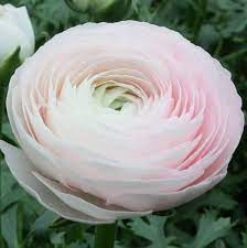 Allium Ampeloprasum Planting Bulbs Easy To Grow Bulbs Ranunculus Flowers