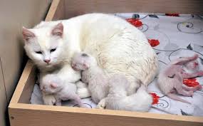 Kedi Dogumu Nasil Olur Melek Kadinlar Kulubu