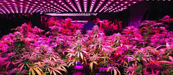 May 02, 2016 · autoflower strains of marijuana flower when the plants are a particular age, rather than flowering in response to changes in light exposure. The Best Led Lights For Growing Autoflowering Cannabis Indoors Seedsplug