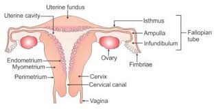 Draw A Labelled Diagram Of The Reproductive System In A