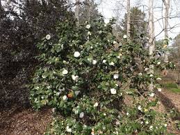 Our Camellia Japonica Nuccio S Gem Japonica Camellia Gems