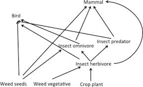 Natural enemy biodiversity and insect pest suppression 5. Relationships Between Biodiversity And Biological Control In Agroecosystems Current Status And Future Challenges Sciencedirect
