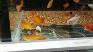 I think it may have been maintenance and employees not really knowing how to be patient with customers though. Walmart Must Stop Selling Live Fish Home Facebook